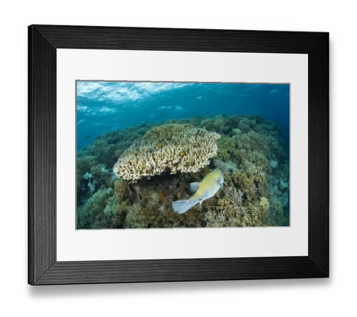 Framed Print : Indonesia, South Sulawesi Province, Wakatobi Archipelago Marine Preserve. Pufferfish Framed Print : Indonesia, South Sulawesi Province, Wakatobi Archipelago Marine Preserve. Pufferfish