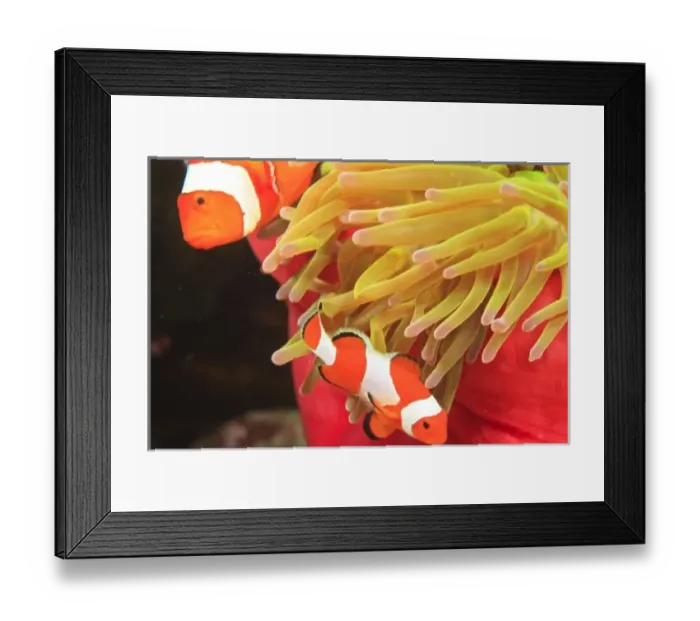 Framed Print : anemonefish, Scuba Diving at Tukang Besi / Wakatobi Archipelago Marine Preserve, South Sulawesi Framed Print : anemonefish, Scuba Diving at Tukang Besi / Wakatobi Archipelago Marine Preserve, South Sulawesi