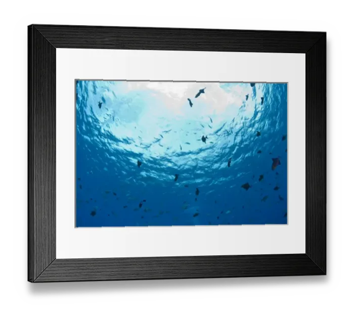 Framed Print : juvenile triggerfish, Pristine Scuba Diving at Tukang Besi / Wakatobi Archilpelago Marine Preserve Framed Print : juvenile triggerfish, Pristine Scuba Diving at Tukang Besi / Wakatobi Archilpelago Marine Preserve