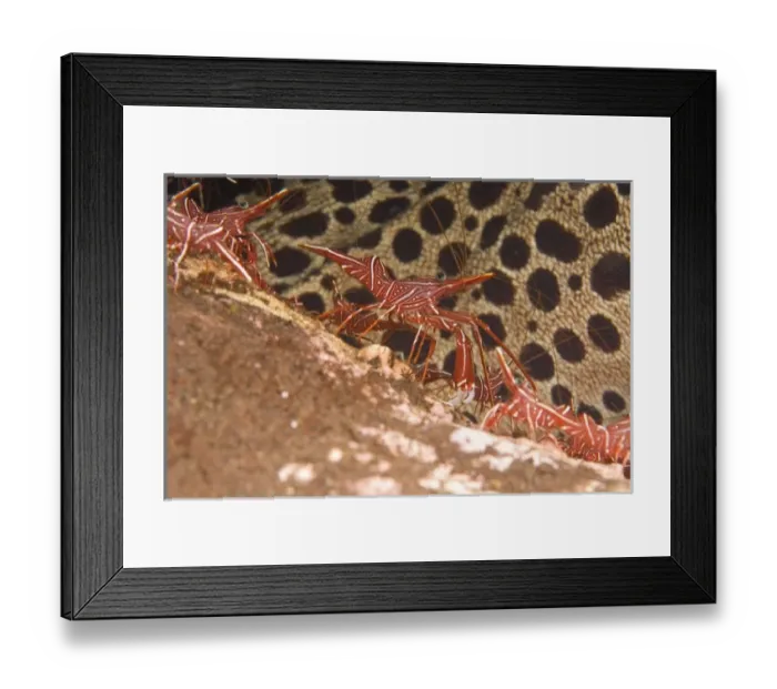 Framed Print : Indonesia, Bali Province, Tulamben. Hingebeak Shrimp (Rhynchocinetes uritai)