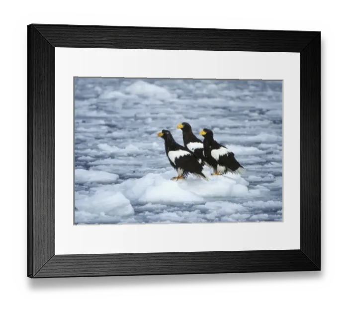 Framed Print : Asia, Japan, Hokkaido, Raus, Stellers Sea Eagles (Haliaeetus pelagicus) Framed Print : Asia, Japan, Hokkaido, Raus, Stellers Sea Eagles (Haliaeetus pelagicus)
