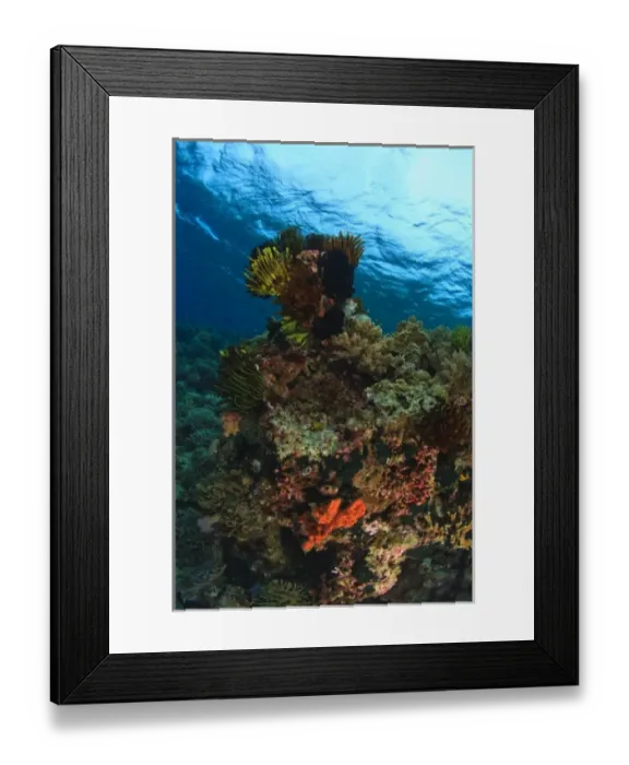 Framed Print : Scuba Diving at Tukang Besi / Wakatobi Archipelago Marine Preserve, South Sulawesi, Indonesia, S Framed Print : Scuba Diving at Tukang Besi / Wakatobi Archipelago Marine Preserve, South Sulawesi, Indonesia, S