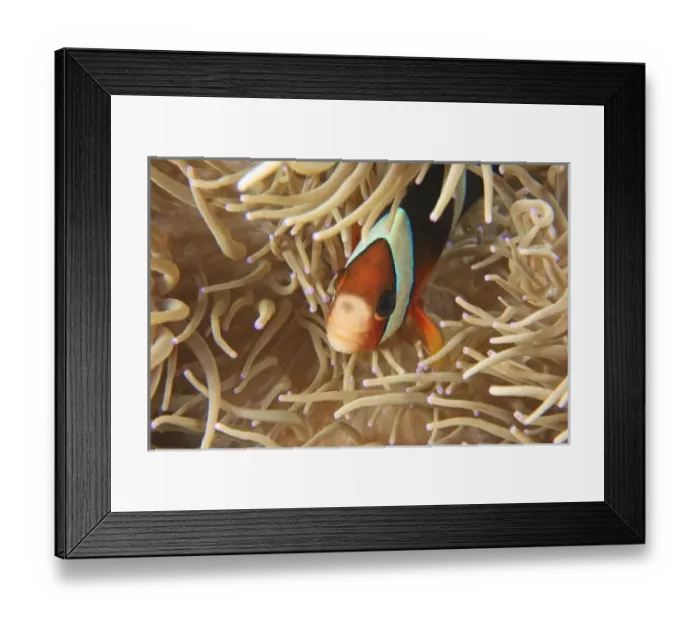 Framed Print : anemonefish, Scuba Diving at Tukang Besi / Wakatobi Archipelago Marine Preserve, South Sulawesi Framed Print : anemonefish, Scuba Diving at Tukang Besi / Wakatobi Archipelago Marine Preserve, South Sulawesi