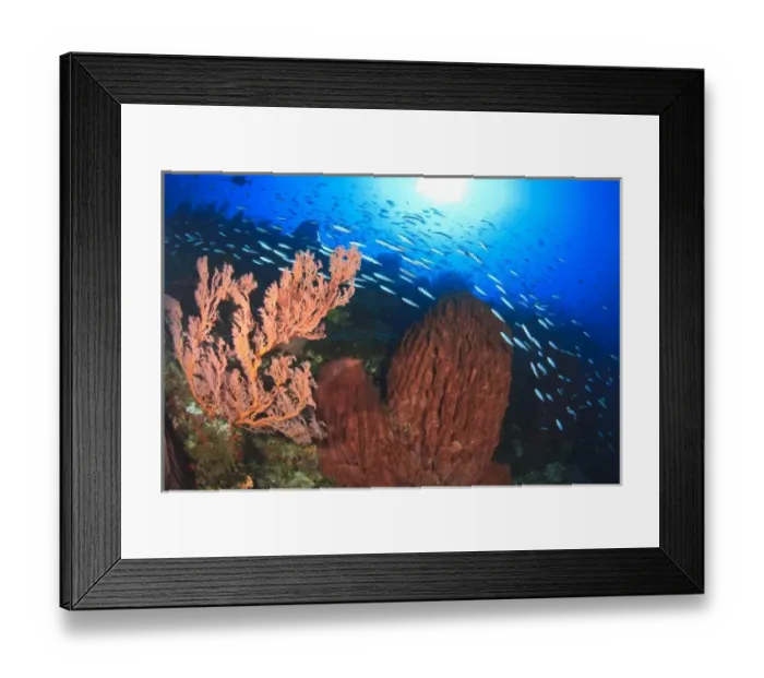 Framed Print : Profuse sea life, fusiliers and soft corals and sea fans, Gunung Api Island, Banda Sea Framed Print : Profuse sea life, fusiliers and soft corals and sea fans, Gunung Api Island, Banda Sea