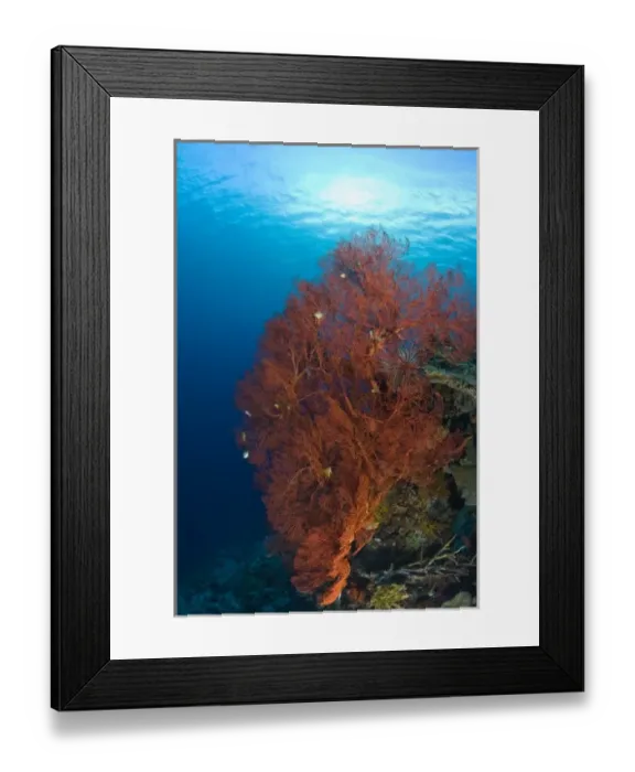 Framed Print : Indonesia, South Sulawesi Province, Wakatobi Archipelago Marine Preserve. Sea Fan Framed Print : Indonesia, South Sulawesi Province, Wakatobi Archipelago Marine Preserve. Sea Fan