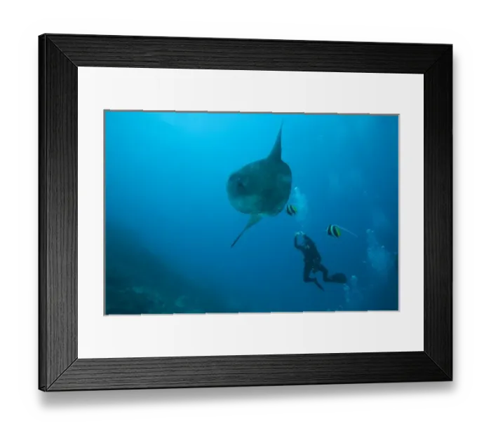 Framed Print : Adult Ocean Sunfish (Mola mola) heaviest bony fish in the world, Nusa Penida, Bali Framed Print : Adult Ocean Sunfish (Mola mola) heaviest bony fish in the world, Nusa Penida, Bali