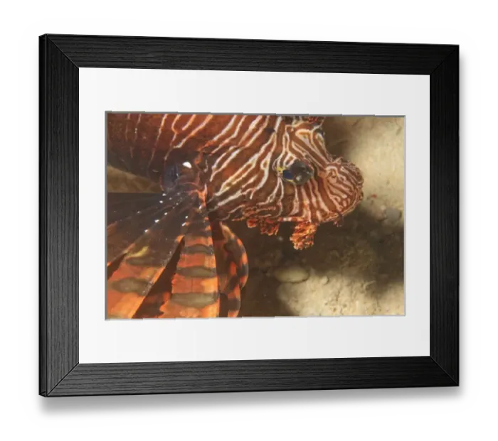 Framed Print : Lionfish, Pristine Scuba Diving at Tukang Besi / Wakatobi Archilpelago Marine Preserve Framed Print : Lionfish, Pristine Scuba Diving at Tukang Besi / Wakatobi Archilpelago Marine Preserve