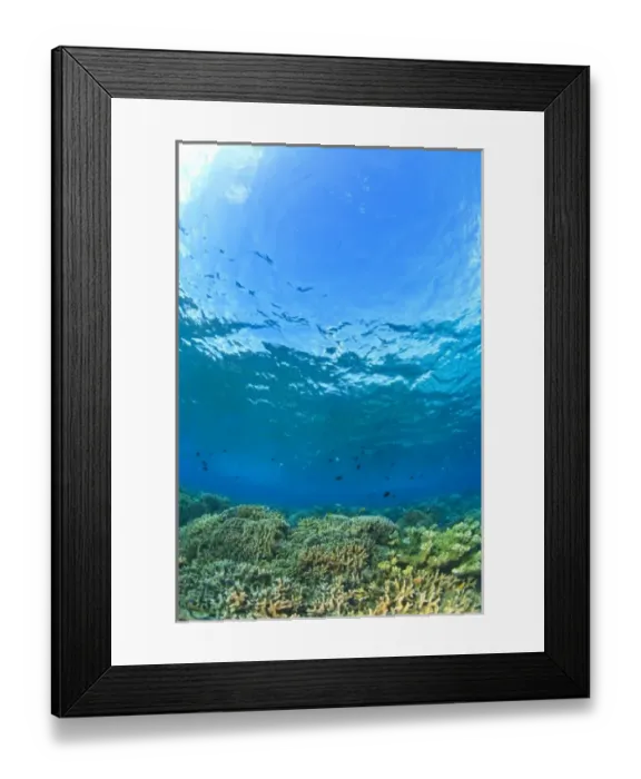 Framed Print : Scuba Diving at Tukang Besi  /  Wakatobi Archipelago Marine Preserve, South Sulawesi, Indonesia, S