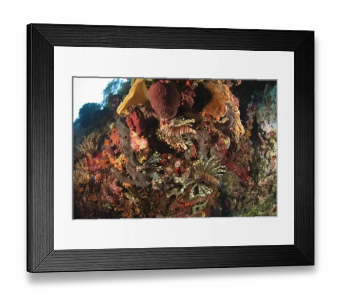 Framed Print : Lionfish (Pterios volitans), Scuba Diving at Tukang Besi  /  Wakatobi Archipelago Marine Preserve