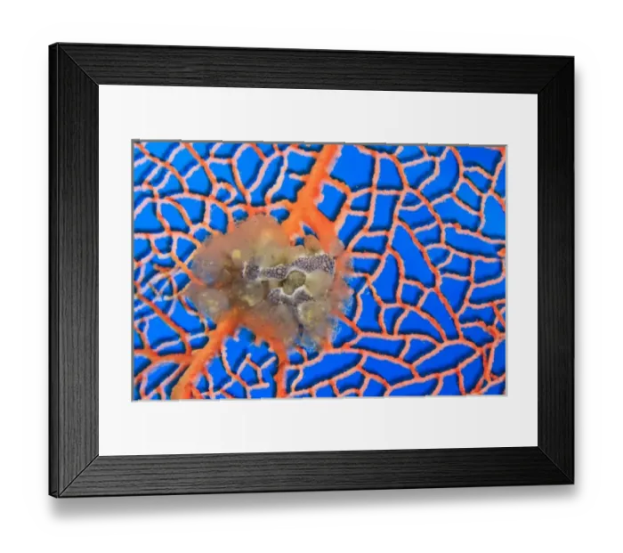 Framed Print : tunicates on sea fan, Scuba Diving at Tukang Besi  /  Wakatobi Archipelago Marine Preserve