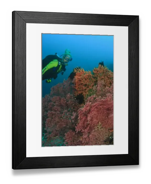 Framed Print : MR female scuba diver near large Gorgonian Sea Fan, Banda Sea, Indonesia Framed Print : MR female scuba diver near large Gorgonian Sea Fan, Banda Sea, Indonesia