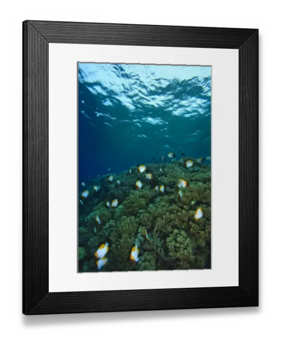 Framed Print : Pristine Scuba Diving at Tukang Besi / Wakatobi Archilpelago Marine Preserve, South Sulawesi Framed Print : Pristine Scuba Diving at Tukang Besi / Wakatobi Archilpelago Marine Preserve, South Sulawesi