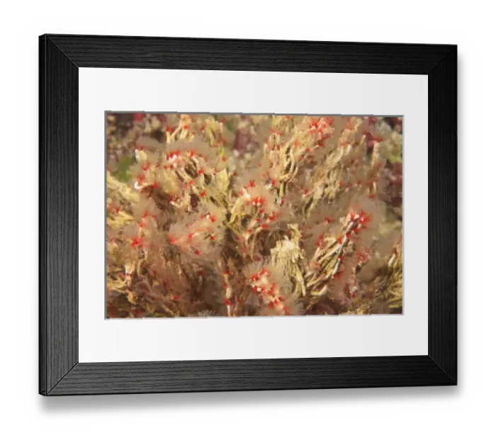 Framed Print : Asia, Indonesia