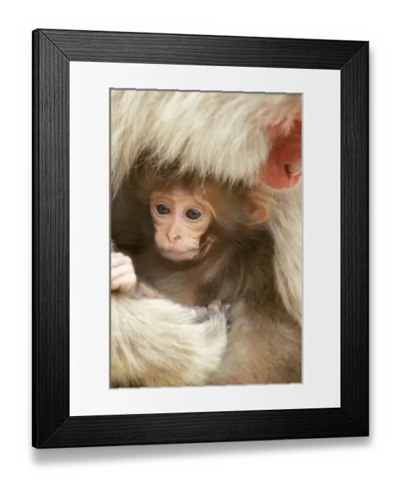 Framed Print : Snow Monkey Baby, Jigokudani, Nagano, Japan Framed Print : Snow Monkey Baby, Jigokudani, Nagano, Japan