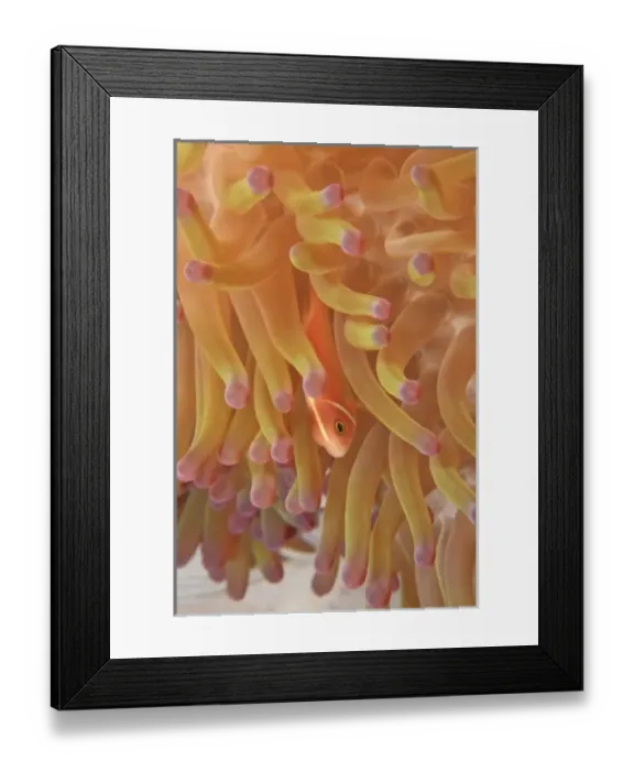 Framed Print : anemonefish on giant indo pacific sea anemone, Scuba Diving at Tukang Besi / Wakatobi Framed Print : anemonefish on giant indo pacific sea anemone, Scuba Diving at Tukang Besi / Wakatobi