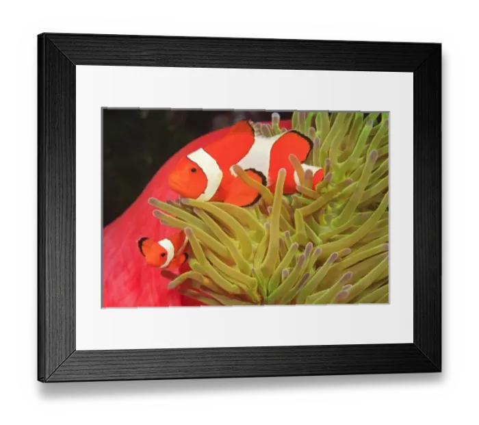 Framed Print : anemonefish on giant indo pacific sea anemone, Scuba Diving at Tukang Besi / Wakatobi Framed Print : anemonefish on giant indo pacific sea anemone, Scuba Diving at Tukang Besi / Wakatobi