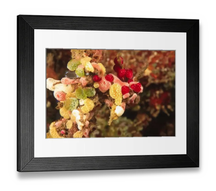 Framed Print : Colorful Tunicates, Tulamben, North Bali, Indonesia Framed Print : Colorful Tunicates, Tulamben, North Bali, Indonesia