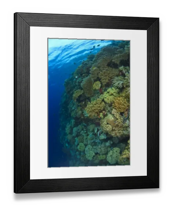 Framed Print : Scuba Diving at Tukang Besi  /  Wakatobi Archipelago Marine Preserve, South Sulawesi, Indonesia, S