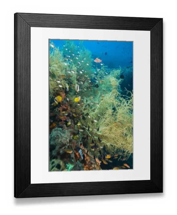 Framed Print : Indonesia, Bali Province, Tulamben. Tropical fish in pristine Black Coral Framed Print : Indonesia, Bali Province, Tulamben. Tropical fish in pristine Black Coral