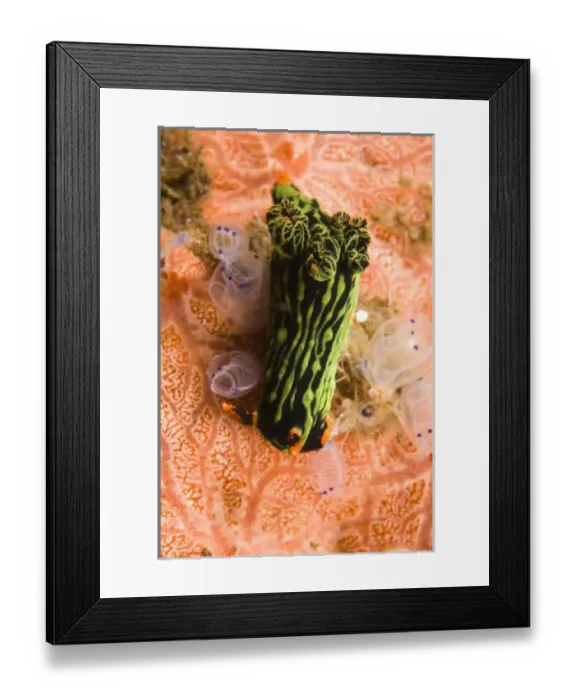 Framed Print : Asia, Indonesia Framed Print : Asia, Indonesia
