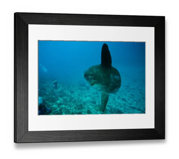 Framed Print : Indonesia, Bali Province, Nusa Penida. Adult Ocean Sunfish (Mola mola)--the heaviest
