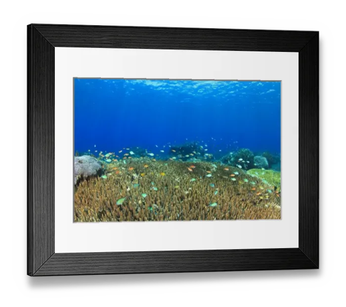 Framed Print : Acropora Hard Coral & Anthias fish, Komba Island, Flores Sea, Indonesia Framed Print : Acropora Hard Coral & Anthias fish, Komba Island, Flores Sea, Indonesia
