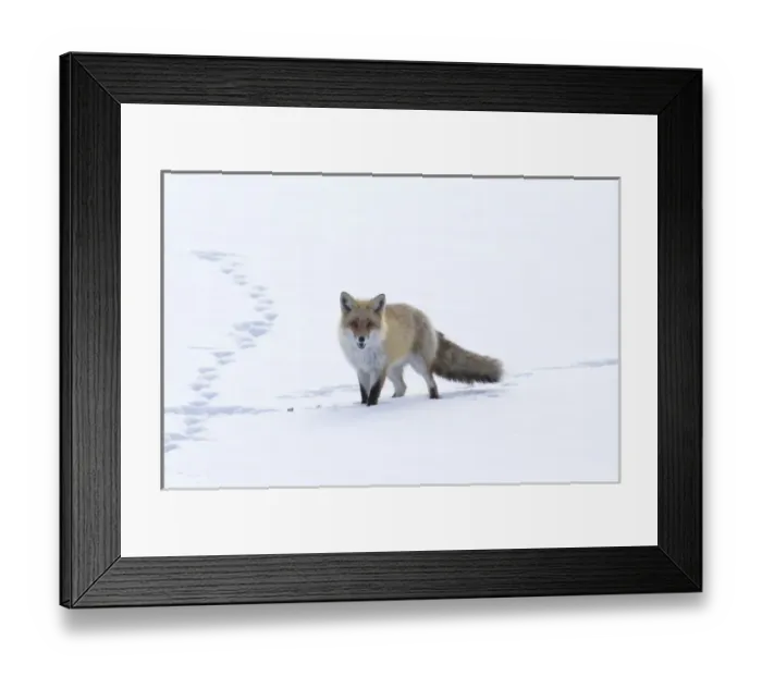 Framed Print : Japan, Hokkaido, Tsurui. A red fox walks through a snowy field