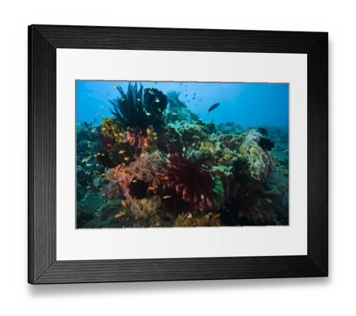 Framed Print : Indonesia, Bali Province, Tulamben. Tropical fish and crinoids Framed Print : Indonesia, Bali Province, Tulamben. Tropical fish and crinoids