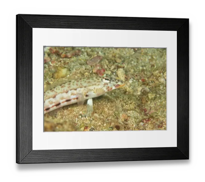 Framed Print : Asia, Indonesia