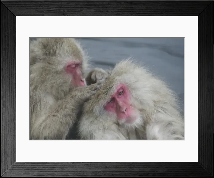 Framed Print : Japan, Jigokudani Monkey Park. A snow monkey grooms another while sitting in a hot spring