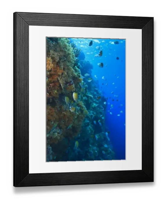 Framed Print : Pristine Scuba Diving at Tukang Besi  /  Wakatobi Archilpelago Marine Preserve, South Sulawesi