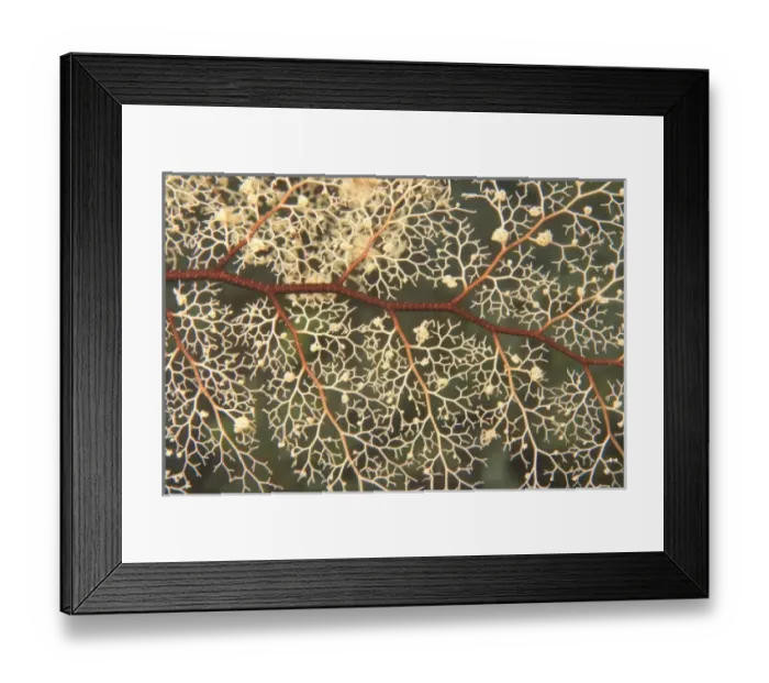 Framed Print : Asia, Indonesia Framed Print : Asia, Indonesia