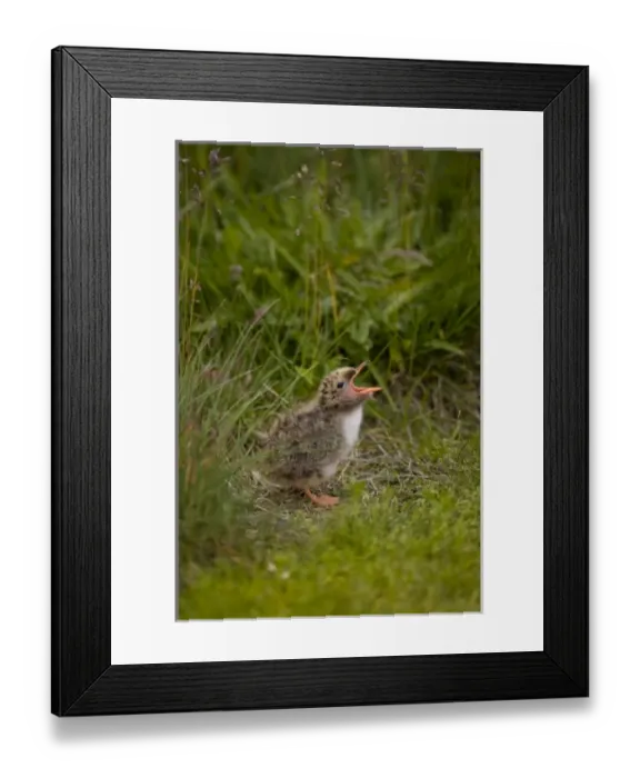 Framed Print : Europe, Iceland Framed Print : Europe, Iceland
