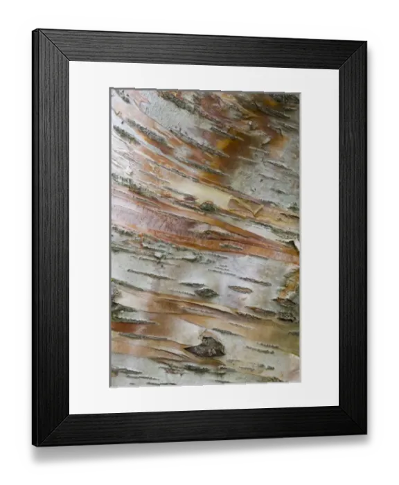 Framed Print : Iceland, Akureyri. Bark detail on a birch tree in Akureyri Botanical Gardens