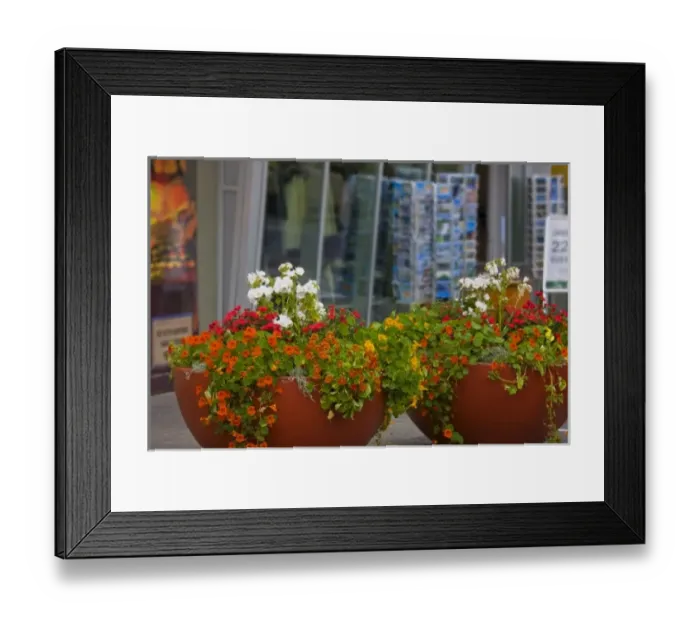 Framed Print : Iceland, Akureyri. Large pots of flowers decorate the main business district Framed Print : Iceland, Akureyri. Large pots of flowers decorate the main business district