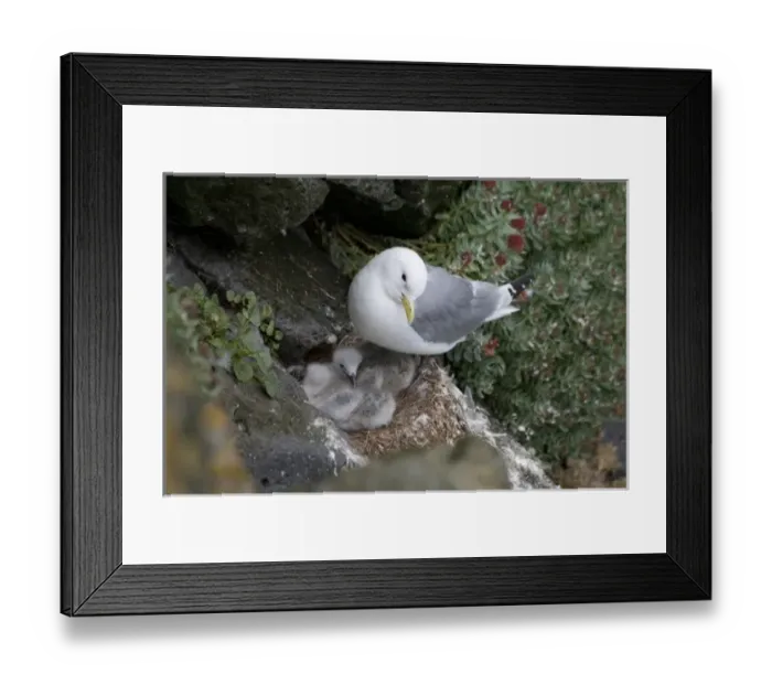 Framed Print : A mother Skua and her young chicks nesting on ledge on the northeast coast of Iceland Framed Print : A mother Skua and her young chicks nesting on ledge on the northeast coast of Iceland
