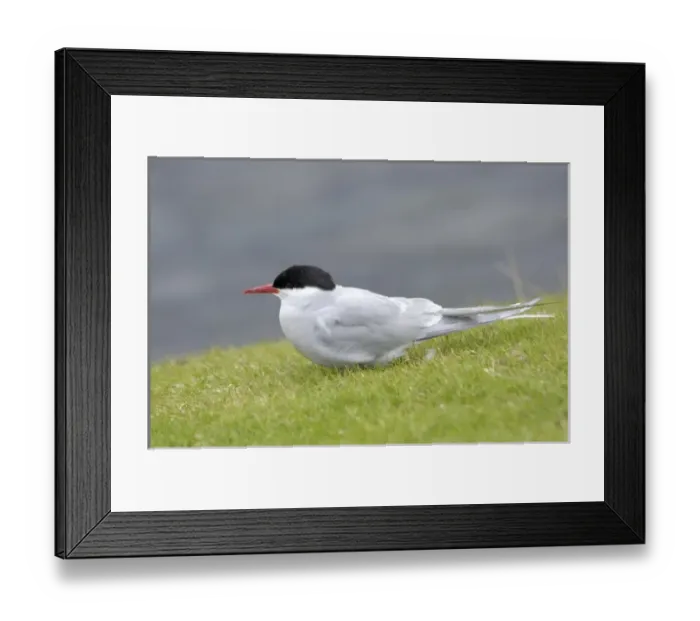 Framed Print : Europe, Iceland Framed Print : Europe, Iceland