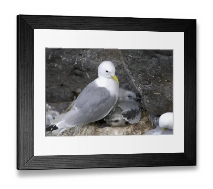 Framed Print : Iceland, Snaefellsnes Peninsula, Anarstapi fishing village, Kittiwake Framed Print : Iceland, Snaefellsnes Peninsula, Anarstapi fishing village, Kittiwake