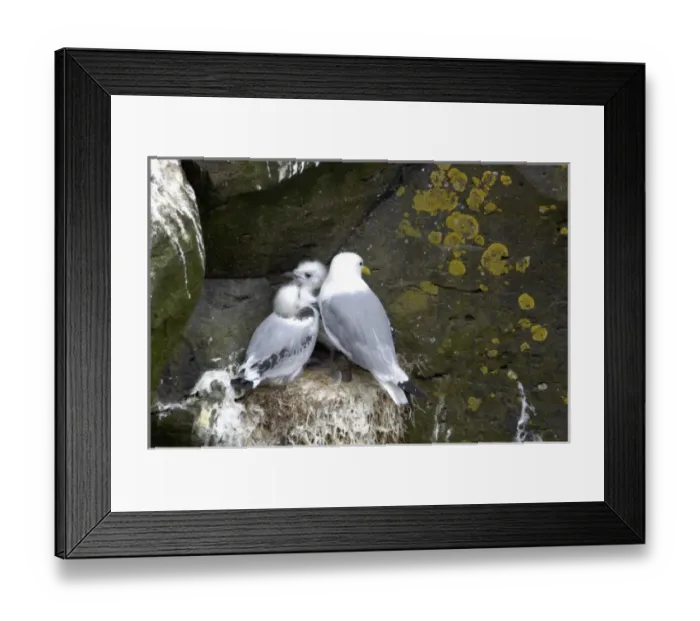 Framed Print : Iceland, Snaefellsnes Peninsula, Anarstapi fishing village, Kittiwake Framed Print : Iceland, Snaefellsnes Peninsula, Anarstapi fishing village, Kittiwake