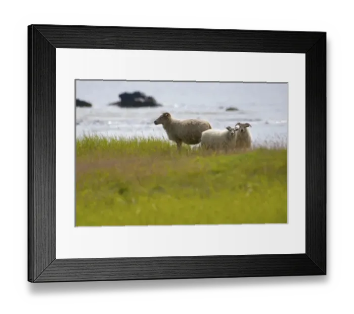 Framed Print : Europe, Iceland Framed Print : Europe, Iceland
