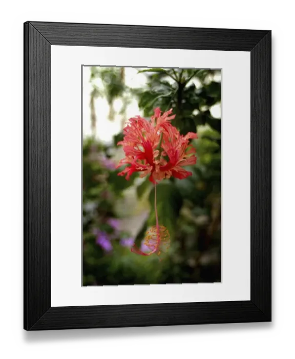 Framed Print : Iceland, Hveragerdi, Garden of Eden greenhouse Framed Print : Iceland, Hveragerdi, Garden of Eden greenhouse