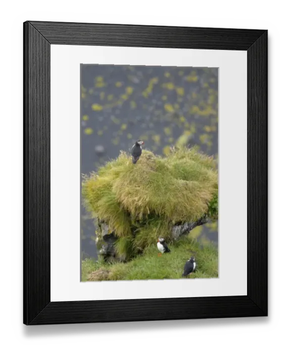 Framed Print : Europe, Iceland Framed Print : Europe, Iceland