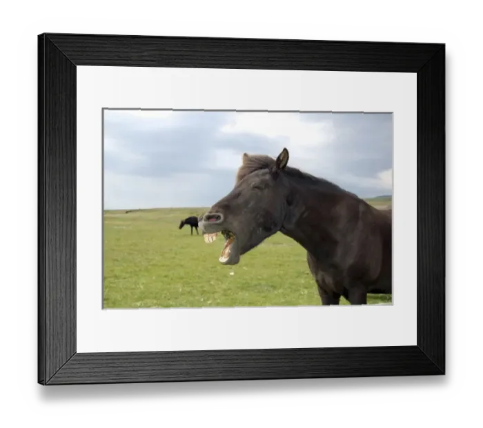 Framed Print : Icelandic horse (Equus scandinavicus), Golden Circle Tour, Iceland