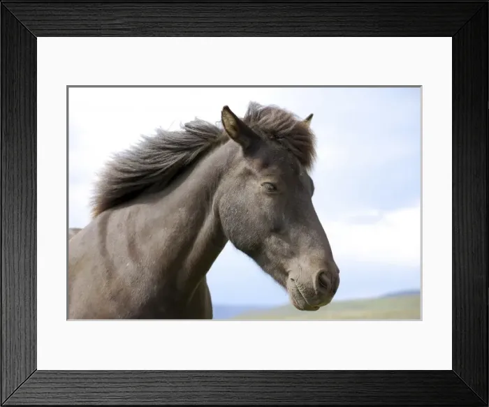 Framed Print : Icelandic horse (Equus scandinavicus), Golden Circle Tour, Iceland