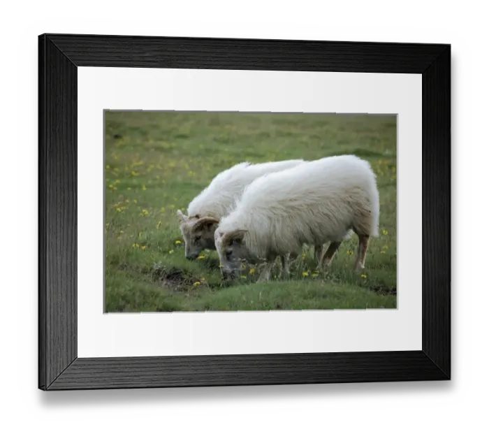 Framed Print : Indigenous sheep, Golden Circle Tour, Iceland Framed Print : Indigenous sheep, Golden Circle Tour, Iceland