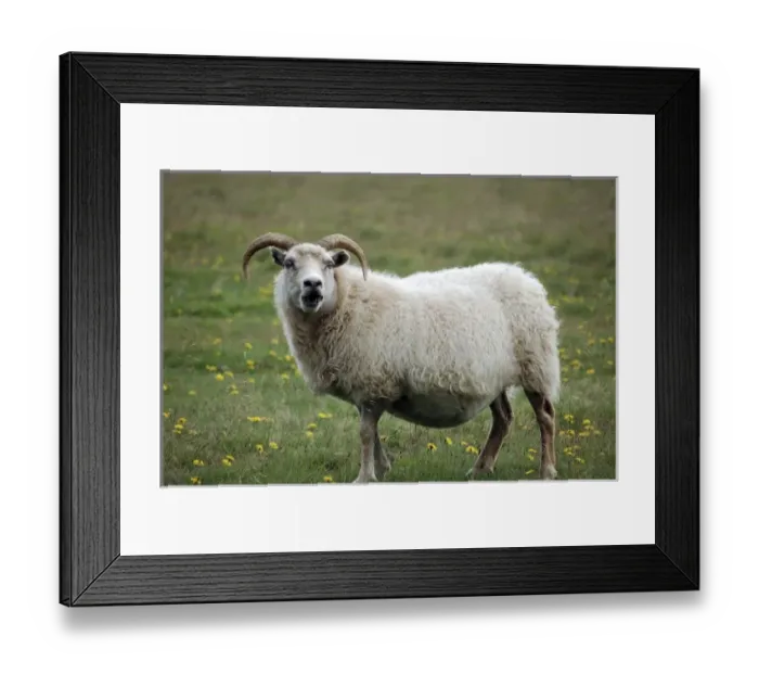 Framed Print : Europe, Iceland Framed Print : Europe, Iceland