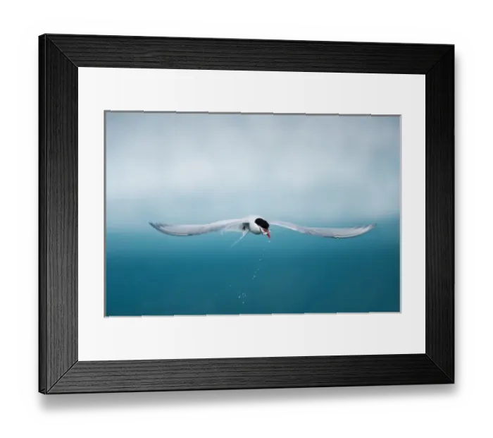 Framed Print : Iceland, Skaftafell National Park, Arctic Tern (Sterna paradisaea) carries small Framed Print : Iceland, Skaftafell National Park, Arctic Tern (Sterna paradisaea) carries small