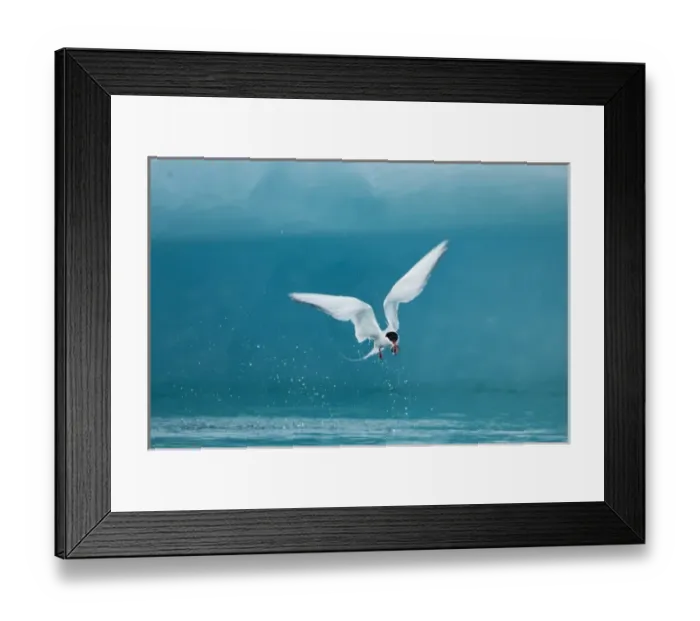 Framed Print : Iceland, Skaftafell National Park, Arctic Tern (Sterna paradisaea) carries small