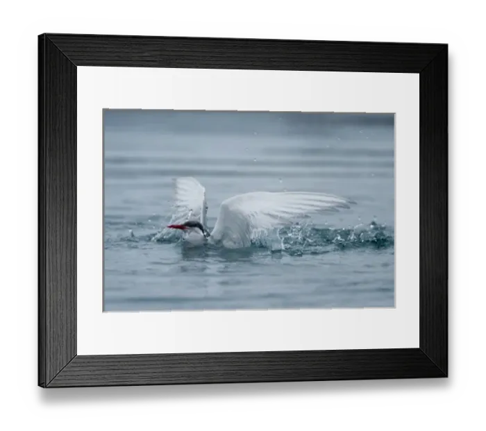 Framed Print : Iceland, Skaftafell National Park, Arctic Tern (Sterna paradisaea) diving for fish Framed Print : Iceland, Skaftafell National Park, Arctic Tern (Sterna paradisaea) diving for fish