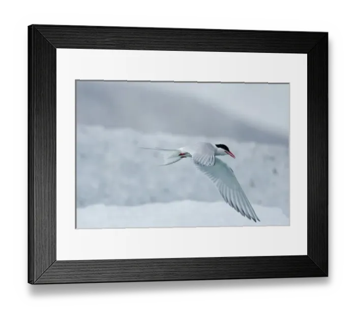 Framed Print : Iceland, Skaftafell National Park, Arctic Tern (Sterna paradisaea) in flight near Framed Print : Iceland, Skaftafell National Park, Arctic Tern (Sterna paradisaea) in flight near